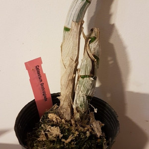 Catasetum Orchidglade FS