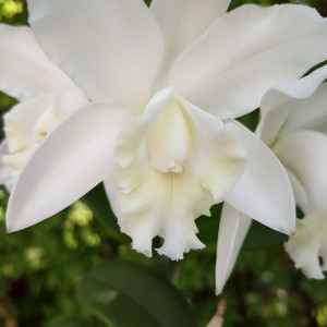 Cattleya alb