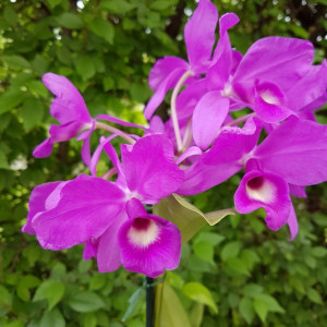 Cattleya Skinnerii Casa Luna