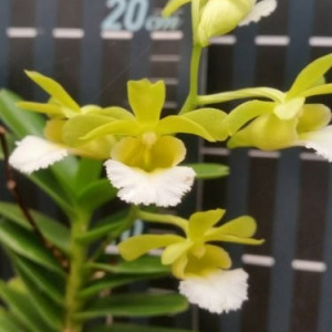 Christensonia Vietnamica FS j2
