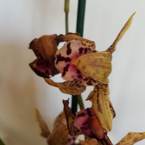 Cymbidium 1T