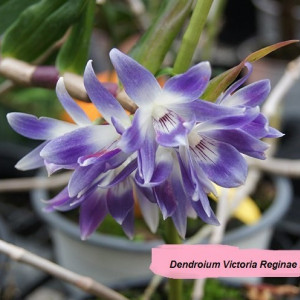 Dendrobium Victoria Reginae FS