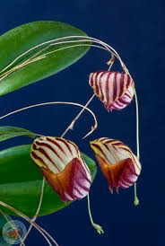Lepanthes Caprimulgus FS