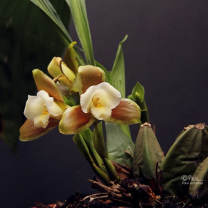 Lycaste Dowiana FS