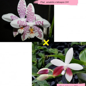 (Phal. Amabilis X Phal. tetraspis C1) X Phal. Tetraspis C1