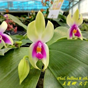 Phalaenopsis bellina fire x sib