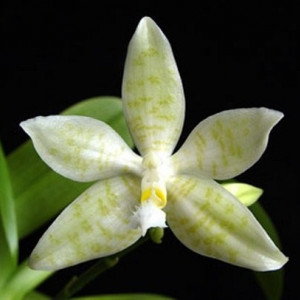 Phalaenopsis Hieroglyphica var. alba - FS