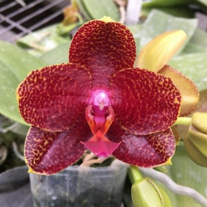 Phalaenopsis Mituo sun X Al sun tiger