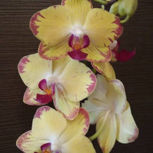 Phalaenopsis Papagayo