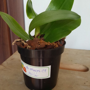 Phalaenopsis Tetraspis C1