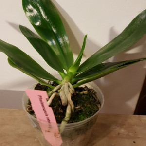 Phalaenopsis Tetraspis  FS1
