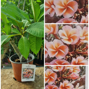 Plumeria Boutique
