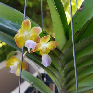 Rhynchorides Rhrds. Bangkok Sunset Fragrance FS