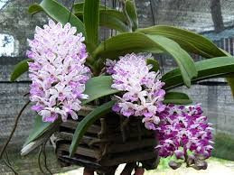 Rhynchostylis GIgantea Big Spot FS