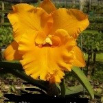 Rlc. Phiengrudee Charm