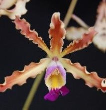 Schonburgkia Thomsoniana