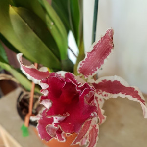 Trichopilia coccinea Dark Red Big
