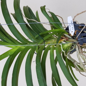 V. M. V. Tannis 'Kirk' AM/AOS (V. Memory Tienchai x V. Lamelata)