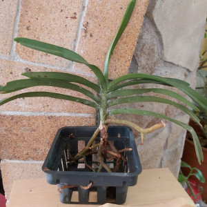 Vanda Hoogthai x Vanda Denisoniana X Christensonia Vietnamica w1 FS