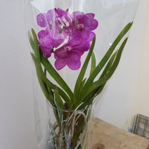 Vanda in vas de sticla - roz