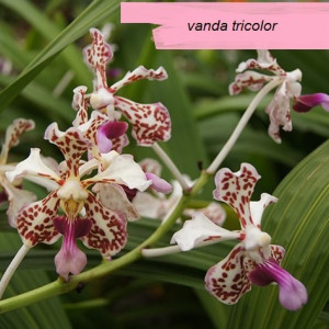 Vanda Tricolor var. Suavis