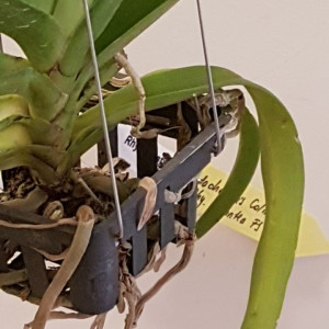 Vandachostylis Colmarie x Rhyncostylis Gigantea w1 FS