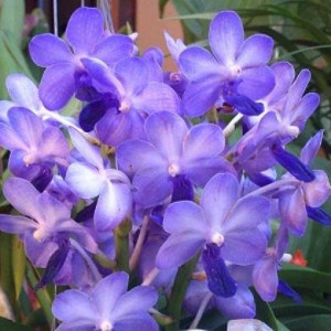 Vandachostylis Sasicha FS