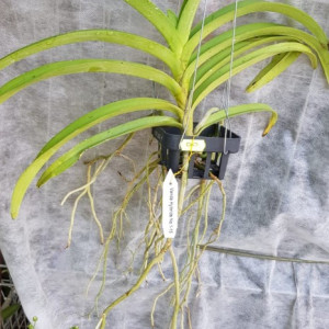 Vascostylis Roll on Red FS