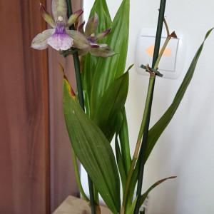 Zygopetalum