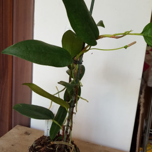 Anthurium Scadens var. Pumila