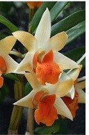 Den. Dawn Maree x Frosty Dawn, Orange Clone FS