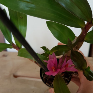Dendrobium Hibiki Sandra's Delight