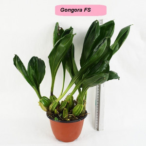 Gongora FS