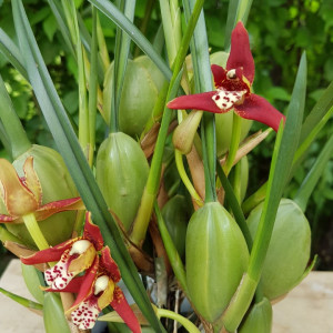 Maxillaria Tenuifolia