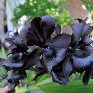 Monnierara Millenium Magic Witchcraft FCC/AOS M/NFS