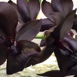 Monnierara Millenium Magic Witchraft, seedling