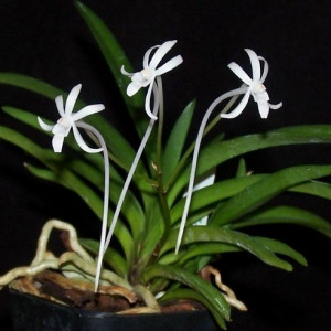 Neofinetia Falcata Alba FS