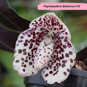 Paphiopedilum Bellatulum FS