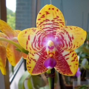 Phalaenopsis Bonnie Vasquez AM/AOS