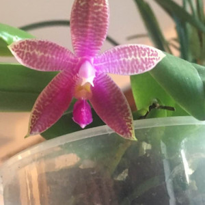 Phalaenopsis Corning's Violet