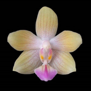 Phalaenopsis Essence Zusan - FS