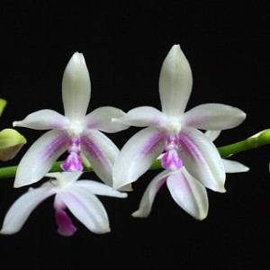 Phalaenopsis Fimbriata FS