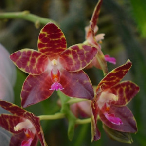 Phalaenopsis gigantea x yaphon goodboy