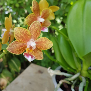 Phalaenopsis Table Masterpiece