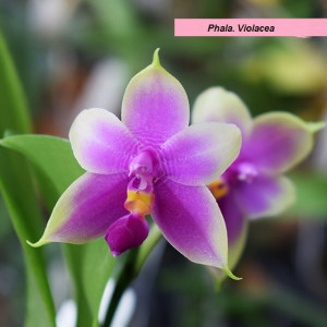 Phalaenopsis Violacea FS