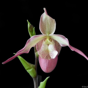 Phragmiopedilum Ainsworthii x Dick Clements FS