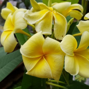 Plumeria Angel Touch