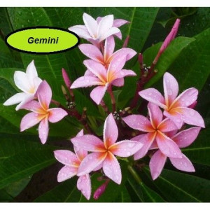 Plumeria Gemini