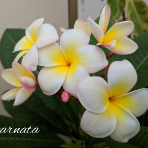 Plumeria Incarnata