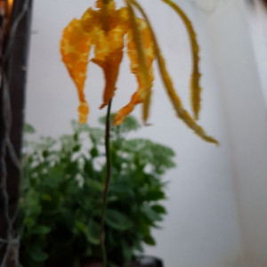 Psychopsis Mariposa var. Alba